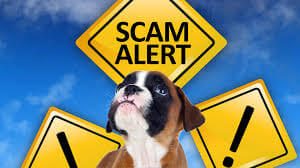 Craigslist Pet Scam