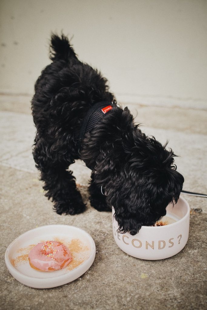 liquid gold for dogs