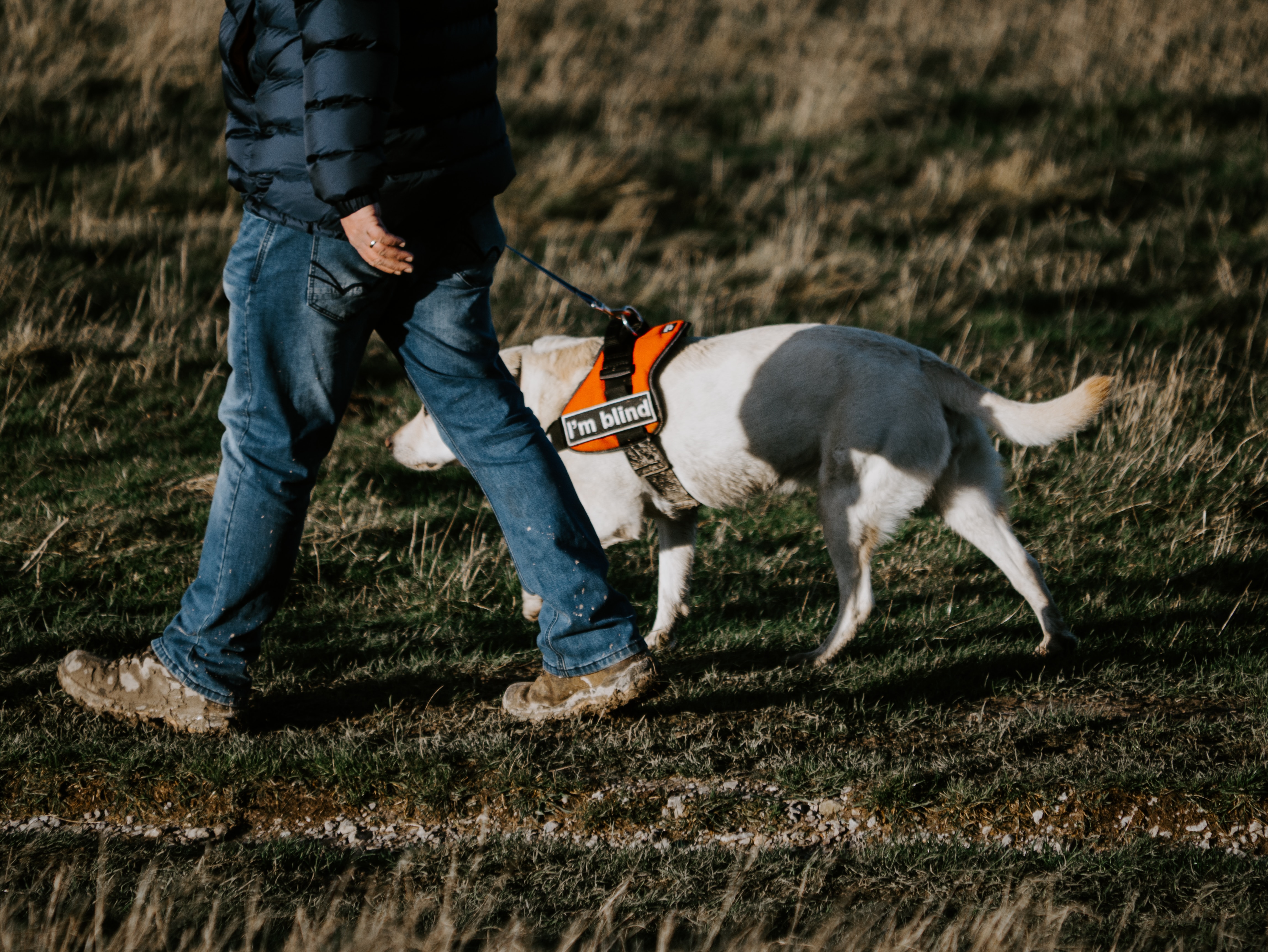 The most Impressive feats of Trained Dogs