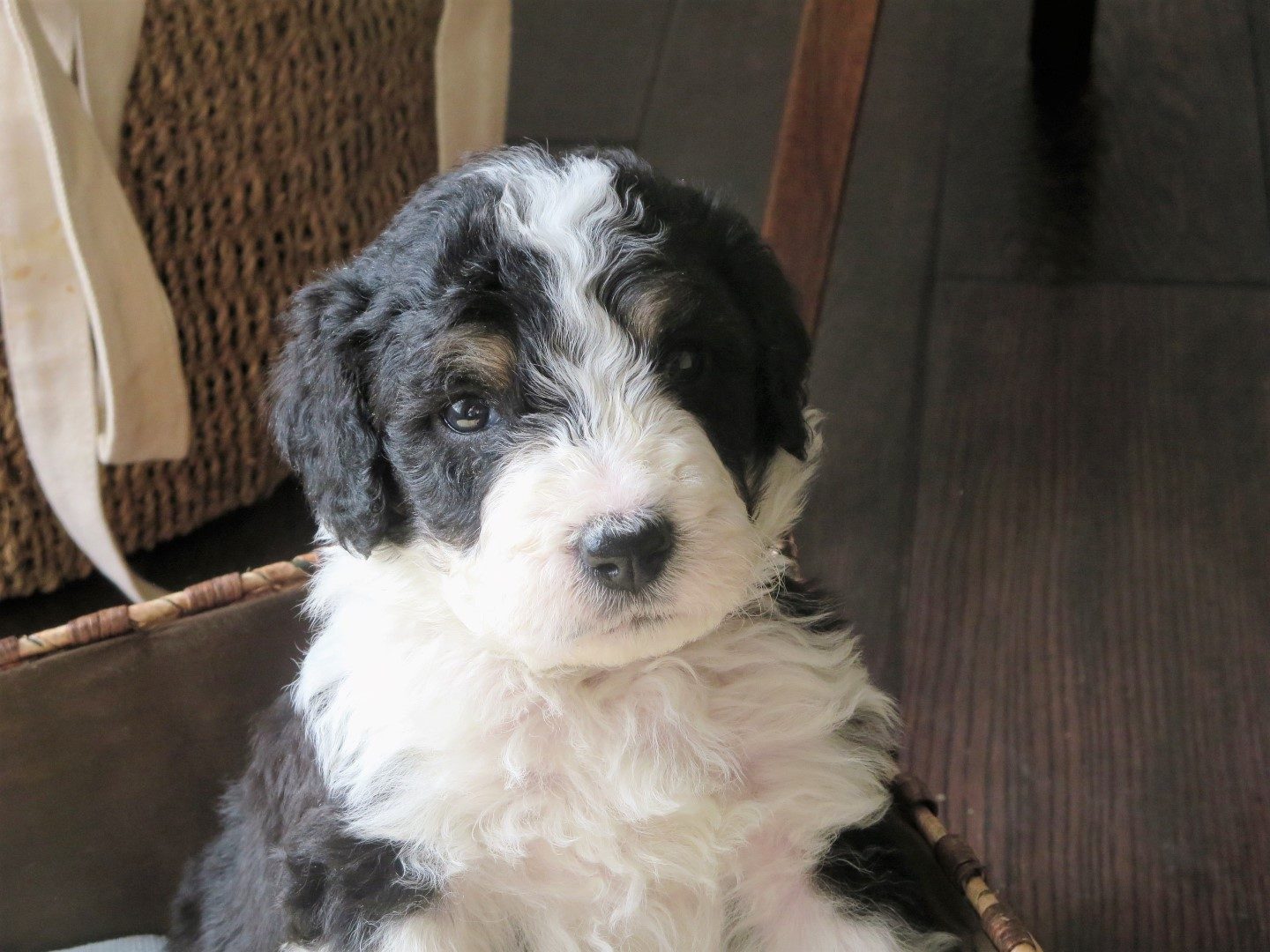 mini bernedoodle puppy