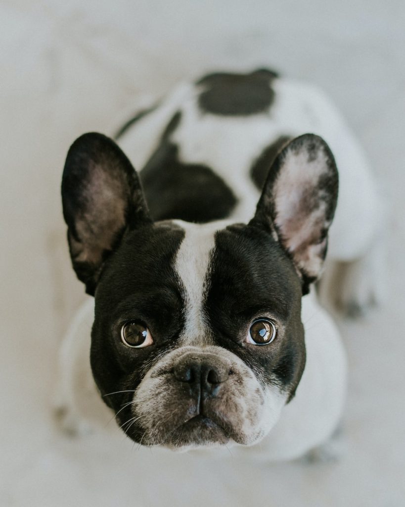 mini english bulldogs