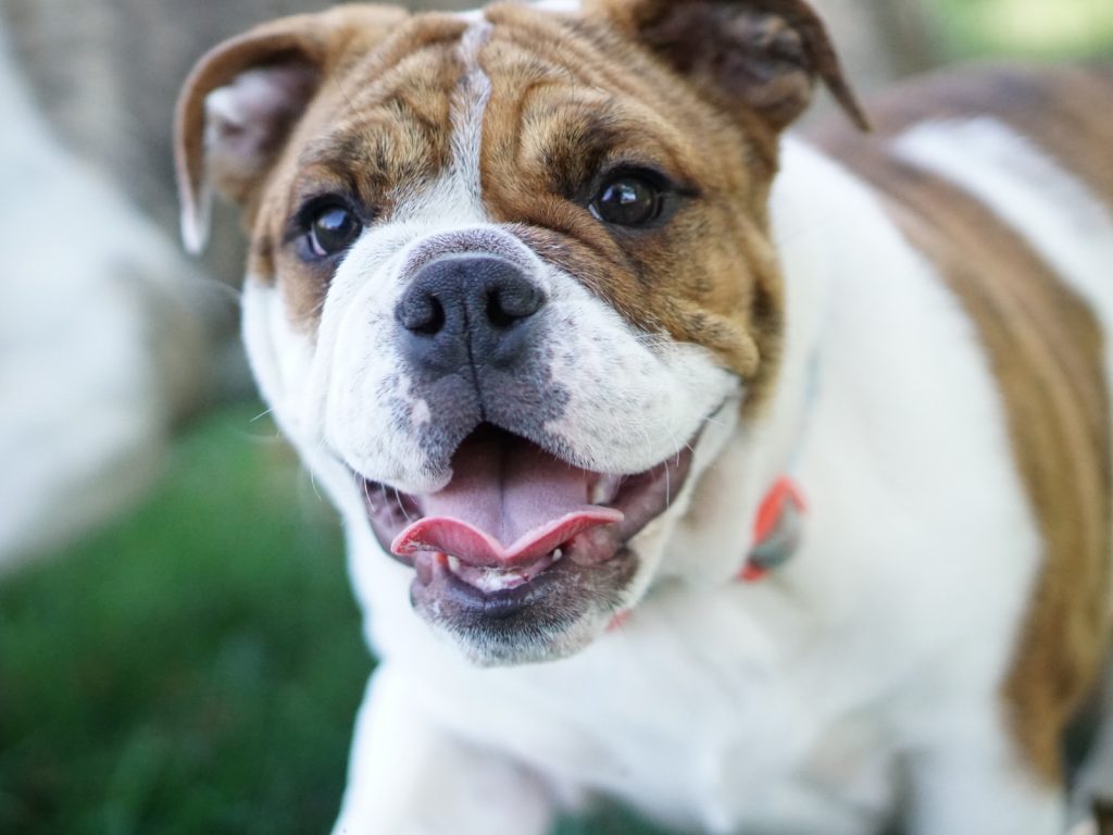 mini english bulldogs