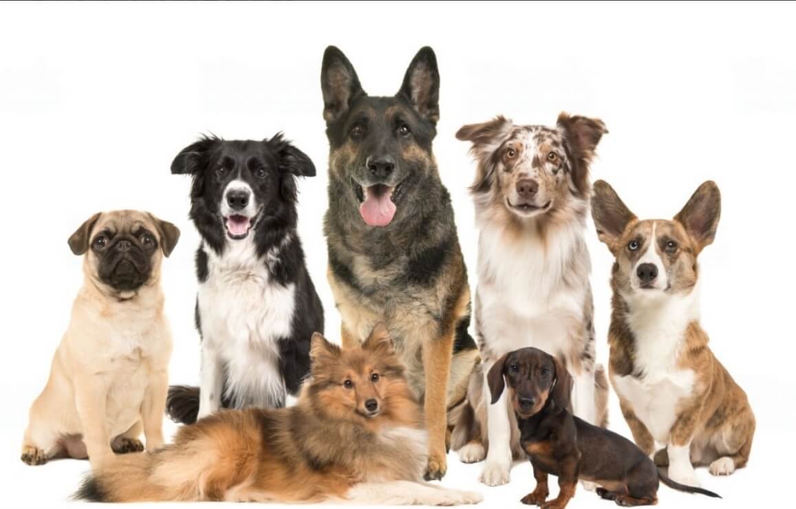 What Breed Is My Dog