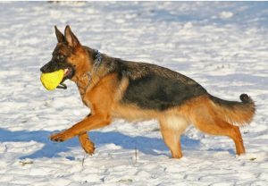 What Breed Is My Dog