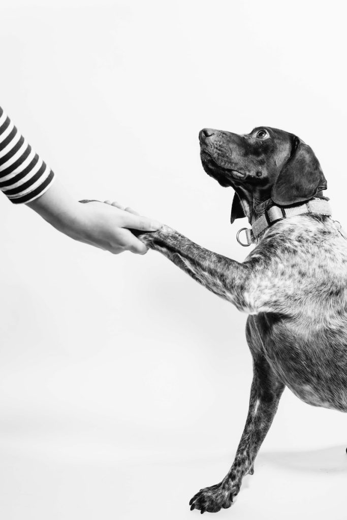 pet resource center dog training