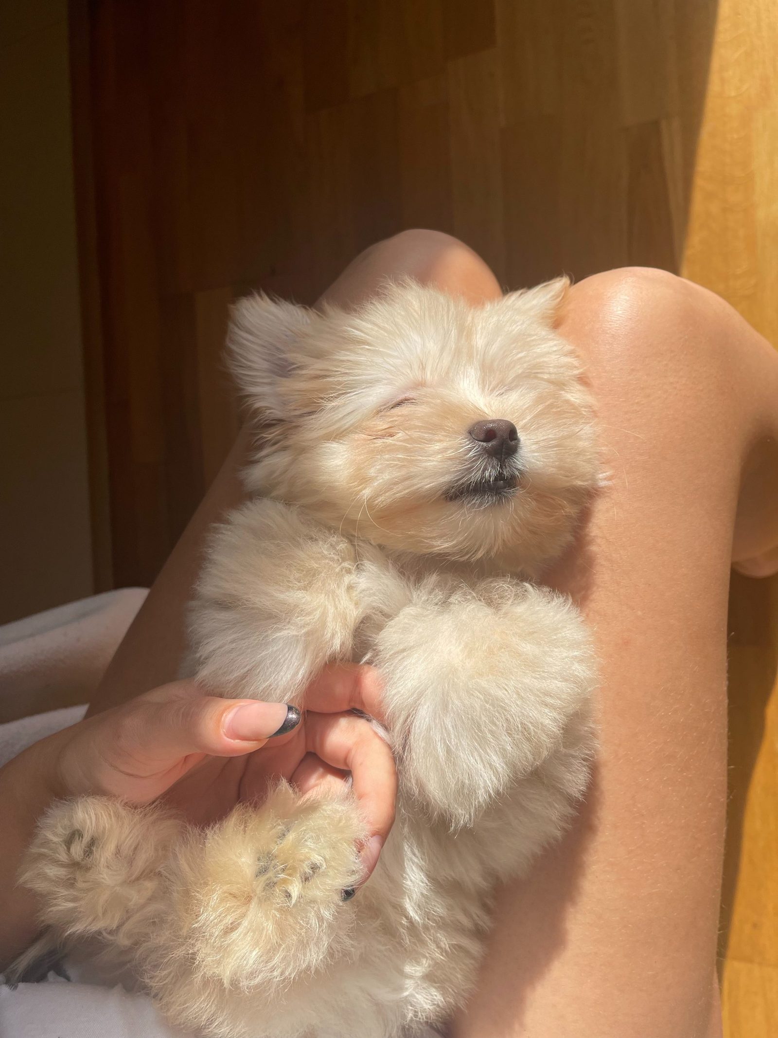 why dog lay on top , why dogs lay on top of me , dog adoption , adopting a dog , bonevoyagedogrescue