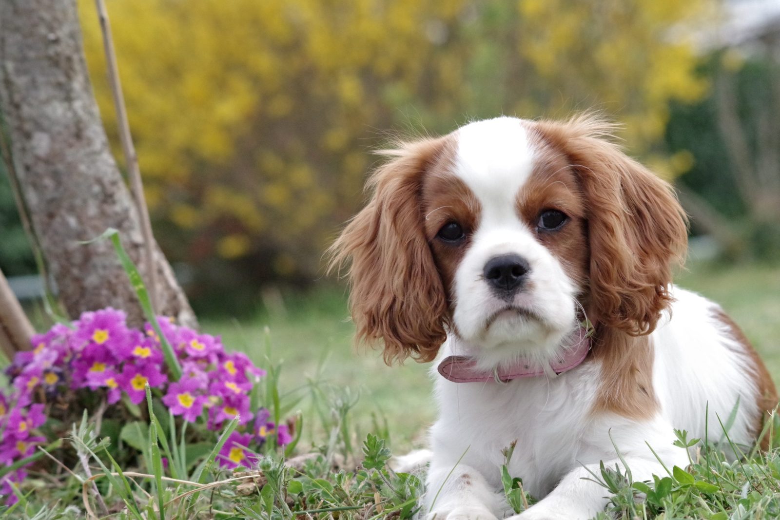  dog , dog adoption , bonevoyagedogrescue
