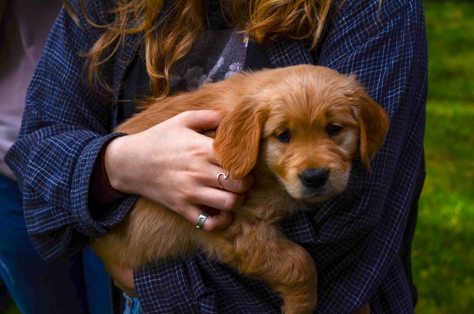why dog lay on top , why dogs lay on top of me , dog adoption , adopting a dog , bonevoyagedogrescue