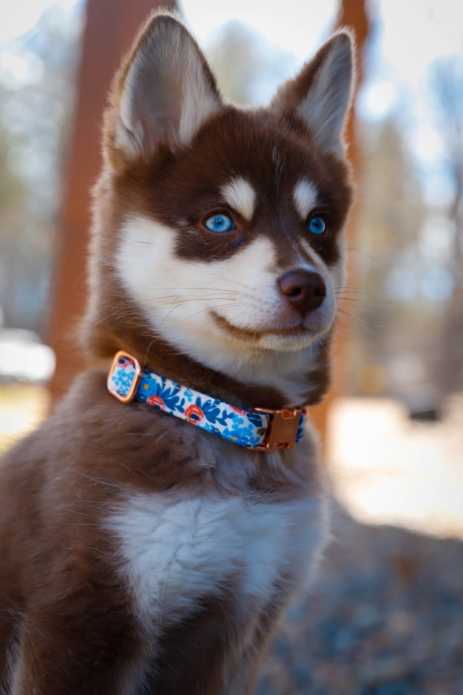 daisy dog collar , adopting a dog , dog adoption , bonevoyagedogrescue