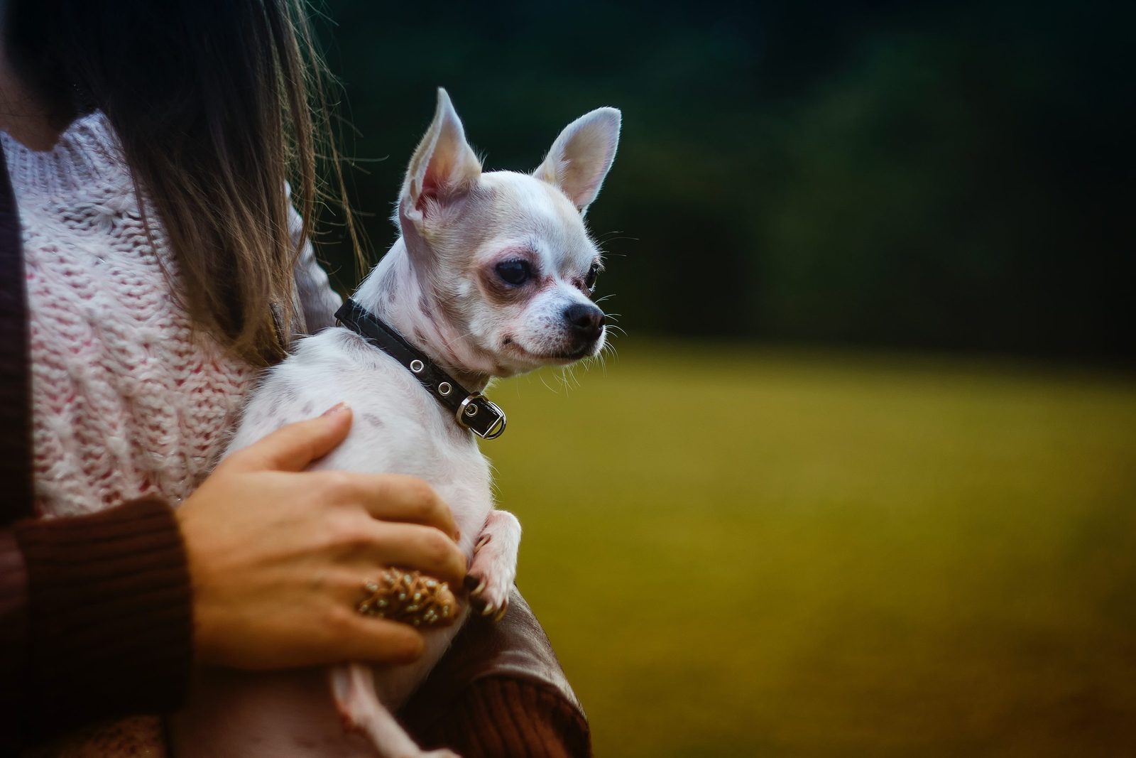 why dog lay on top , why dogs lay on top of me , dog adoption , adopting a dog , bonevoyagedogrescue