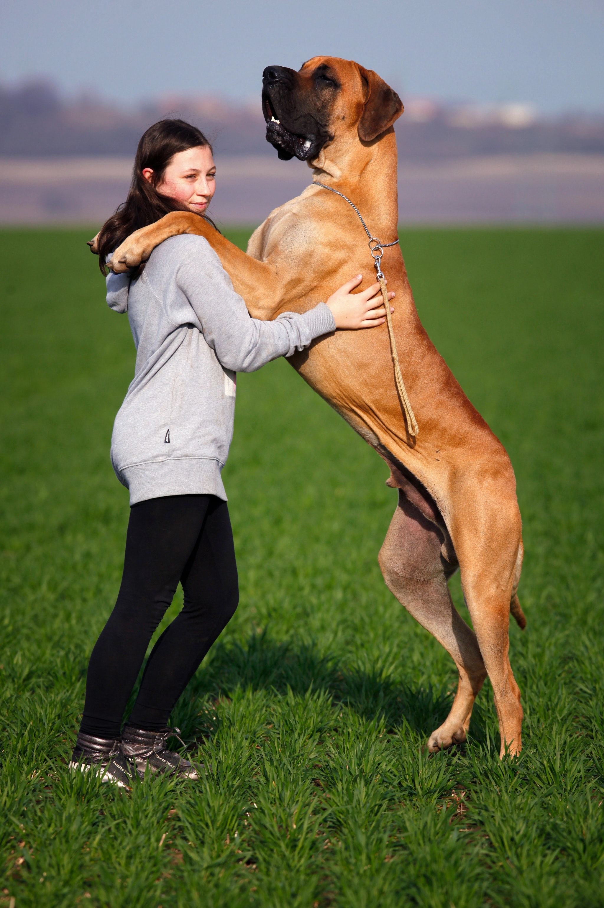 Big Dogs: The Ultimate Guide to Choosing the Perfect Breed for Your Home