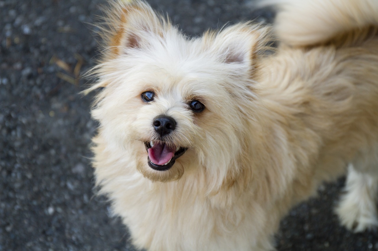 Pomeranian Poodle mix