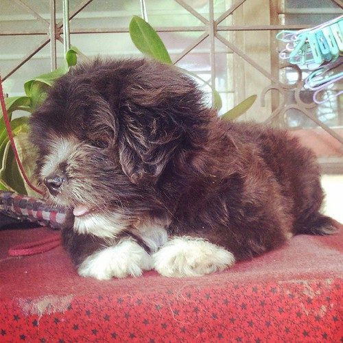 Pomeranian Poodle mix breed