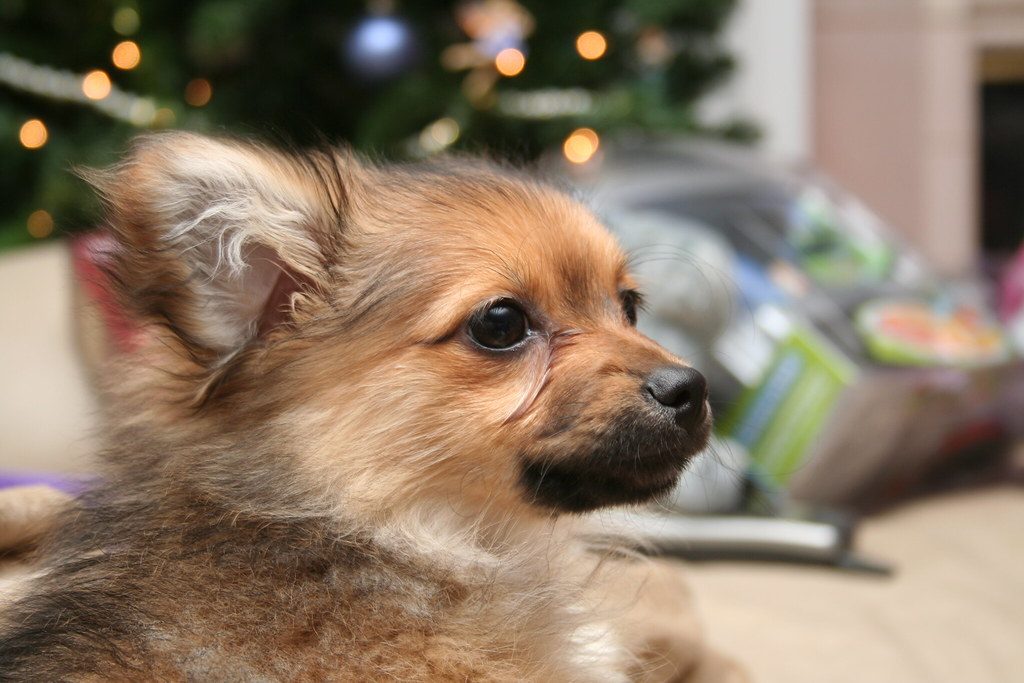 Pomeranian Poodle mix breed