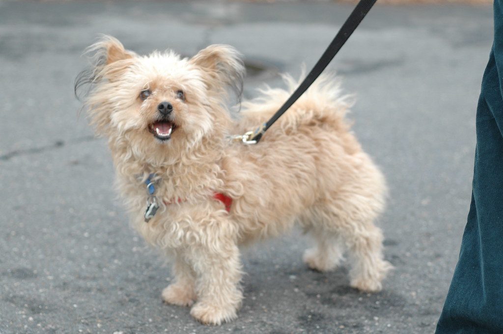 Pomeranian Poodle mix breed featured photo