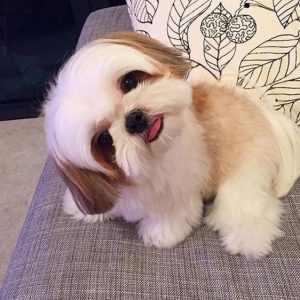 puppy haven