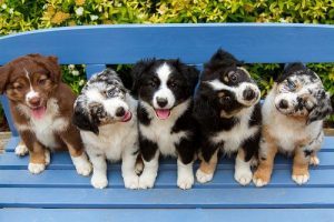 puppy haven