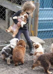 puppy haven