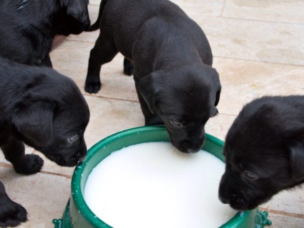  puppy milk
