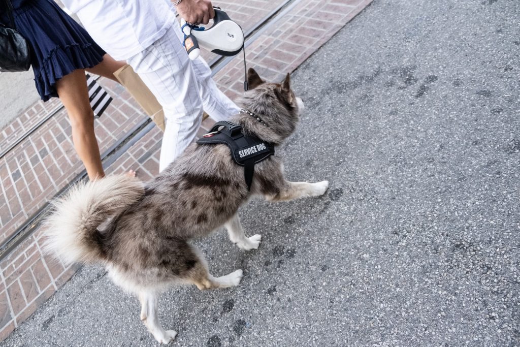 brown and black long coated dog service dog
