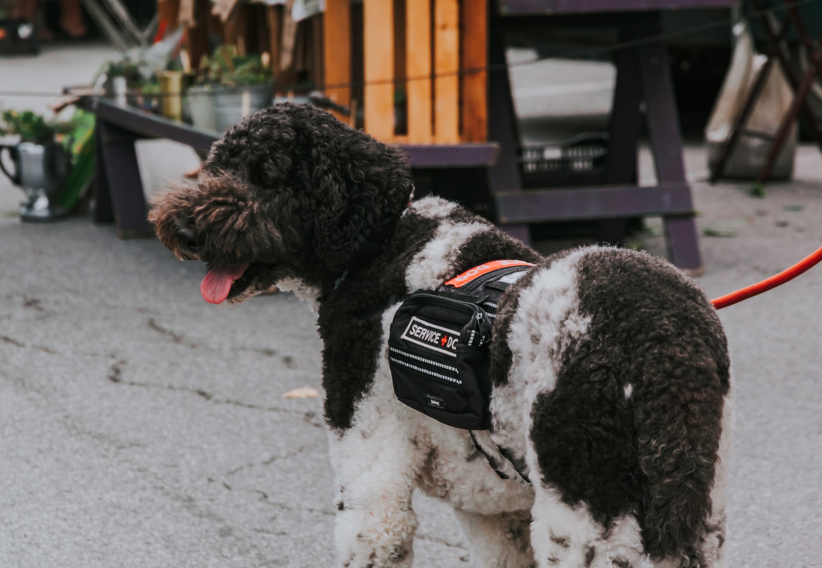black and white curly coated small Service Dog with black and white strap