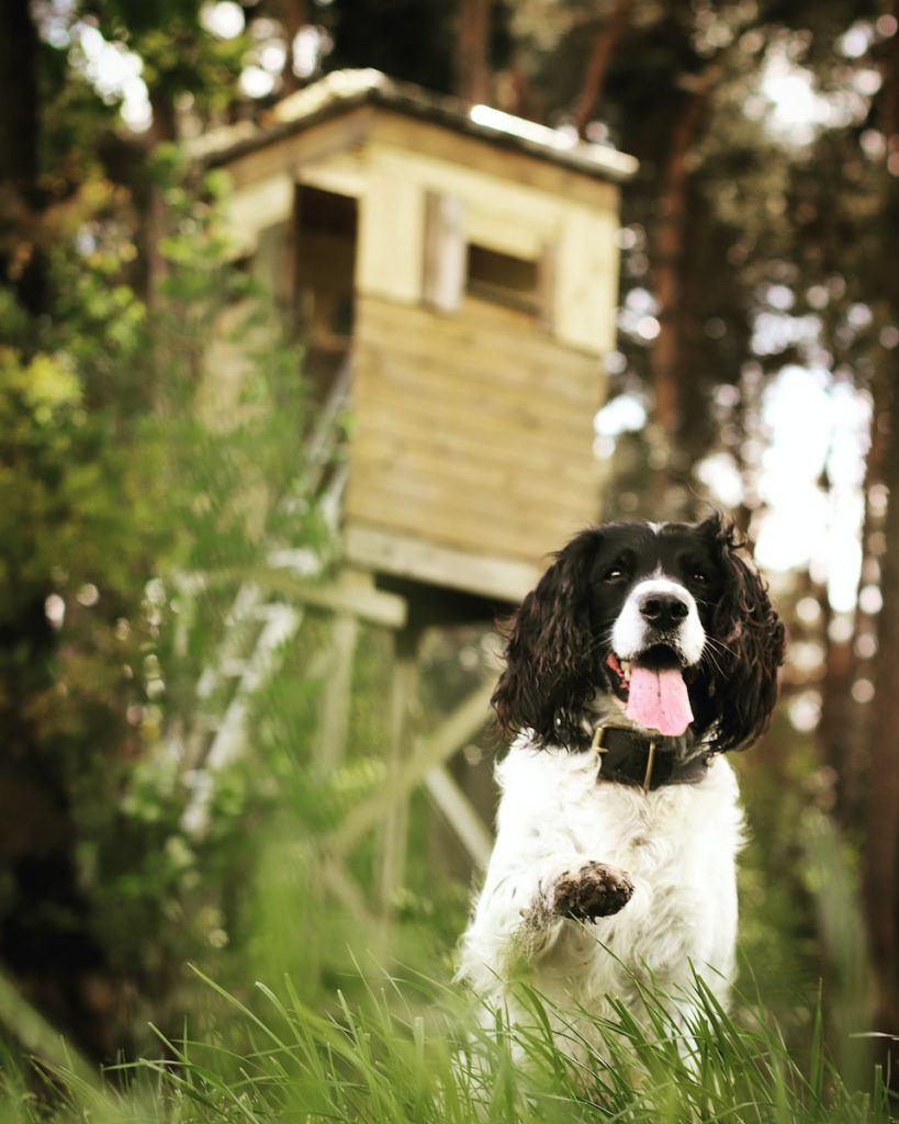 a black and white shelter dogs standing in the grass