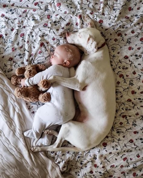 train your dog to be safe with kids