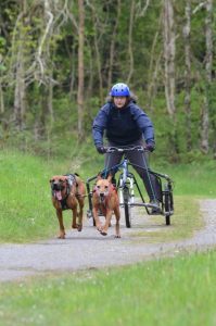 two dogs