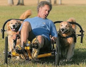 two dogs