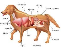 Dog Massage Therapist