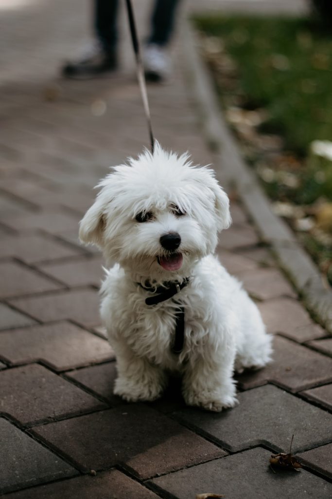 white dog breeds Bichon Frise