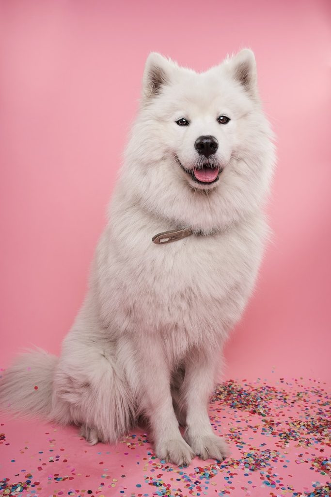 white dog breeds samoyed coat small dog