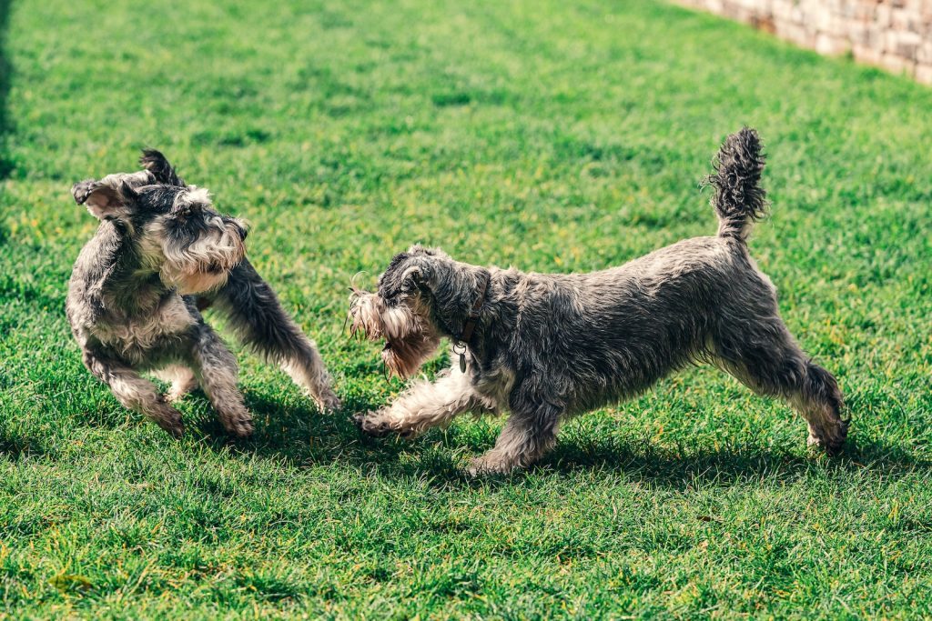Why Schnauzers are the worst dogs