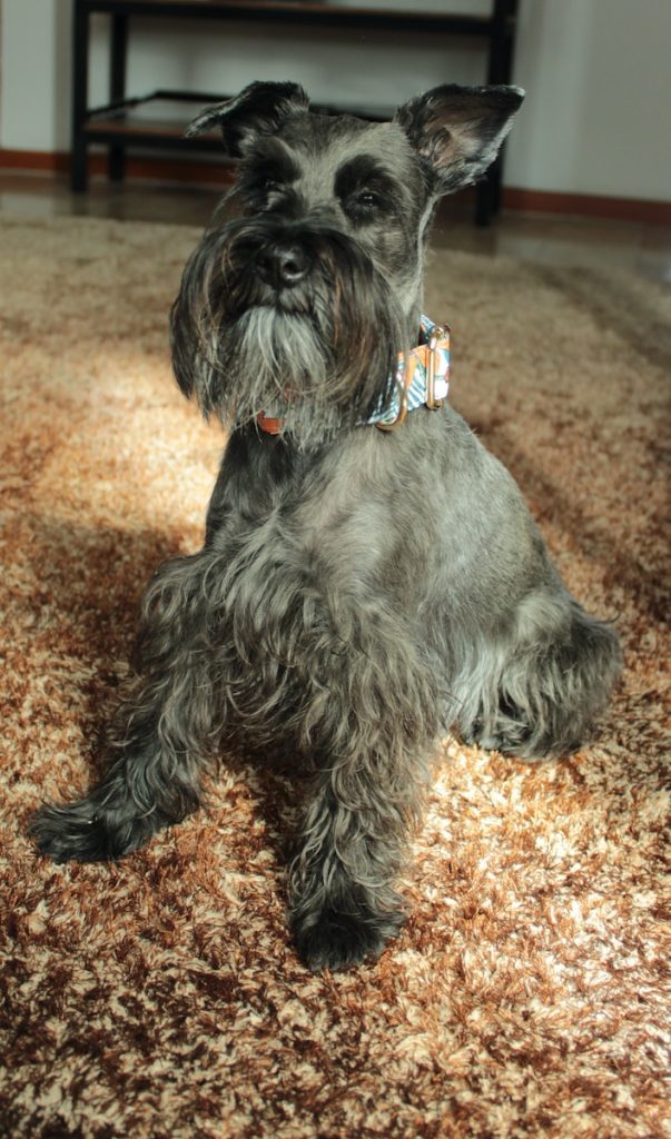 Why Schnauzers are the worst dogs