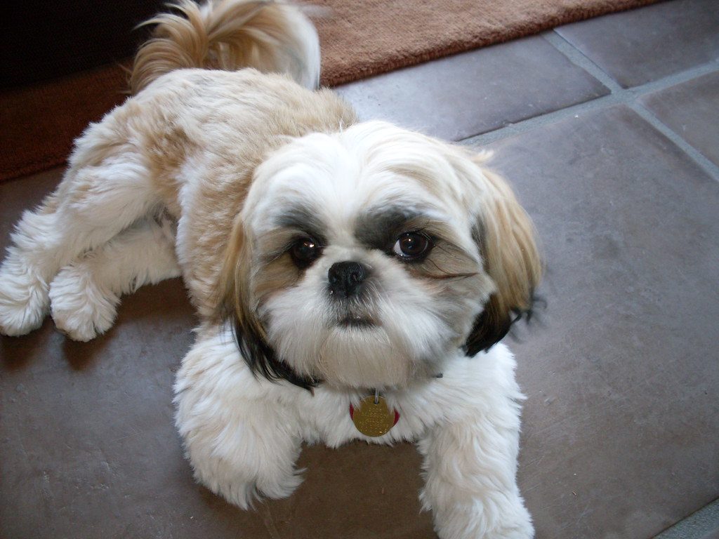 Why Shih Tzus Are The Worst Dogs