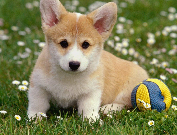 Dog Names That Start With X