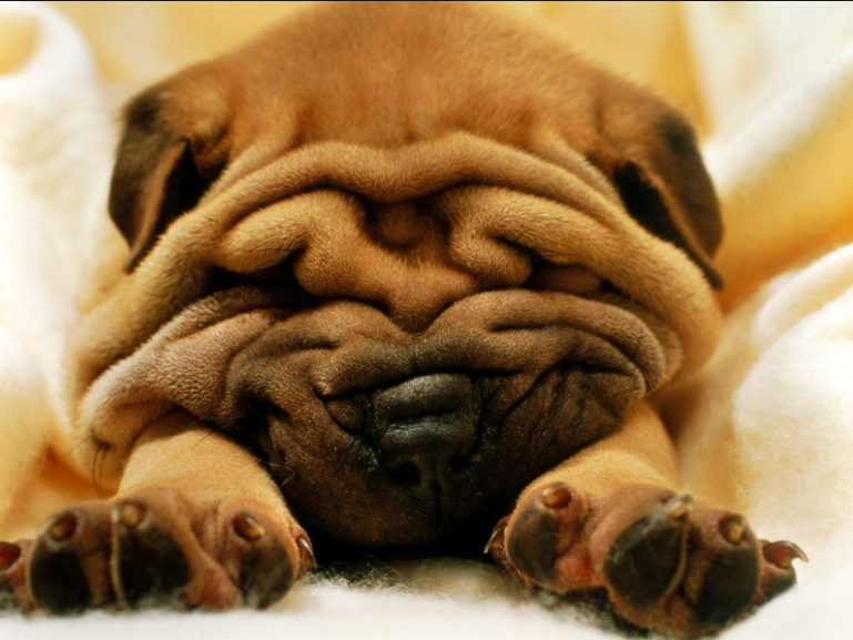 Dog Names That Start With Y