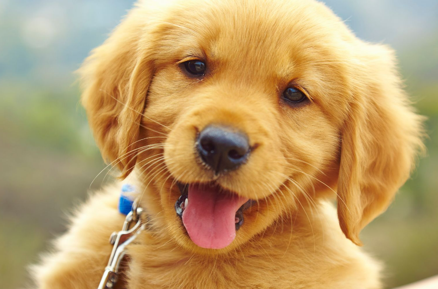 Dog Names That Start With Y