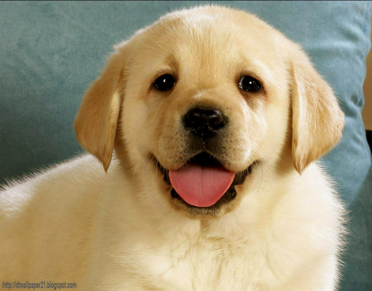 Dog Names That Start With Y
