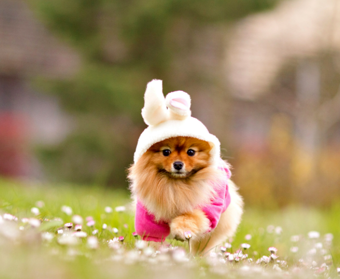 Dog Names That Start With Y