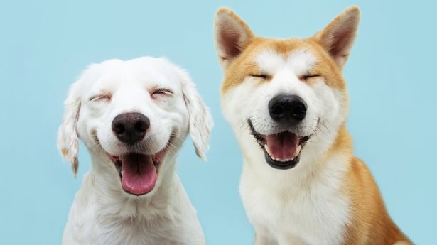 Spca Orlando
