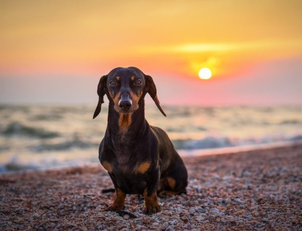 Basset Hound