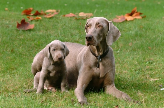 Weimaraners