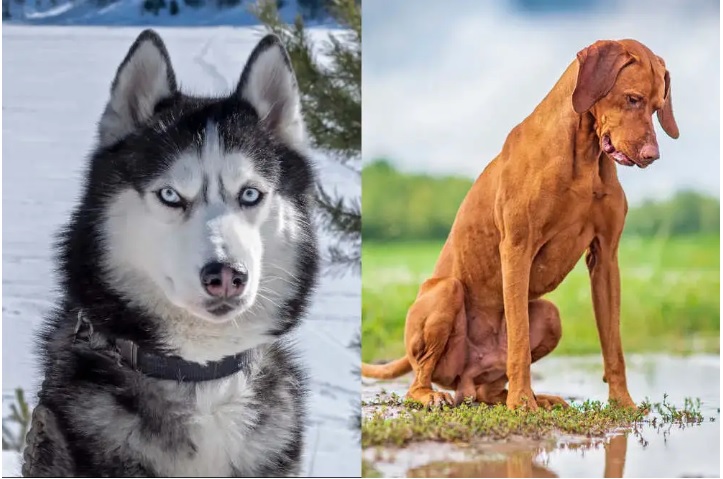 Vizsla Husky Mix