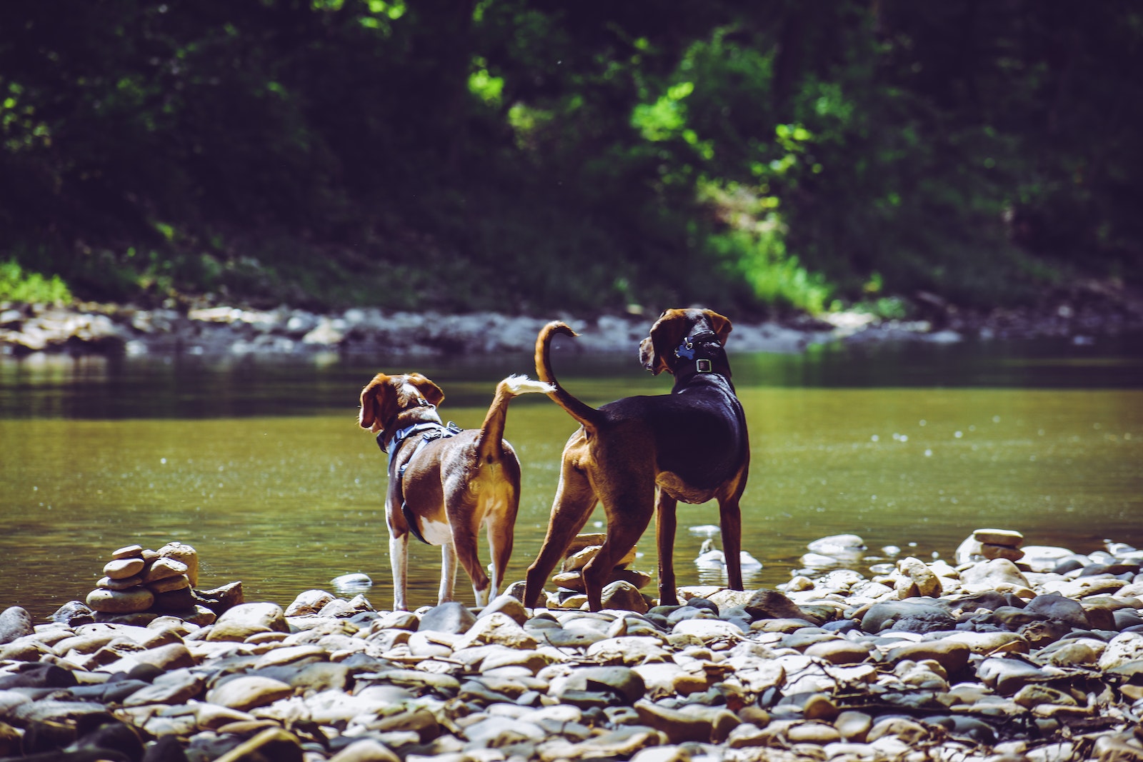 dog names that start with letter q