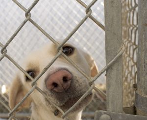 Clearfield SPCA