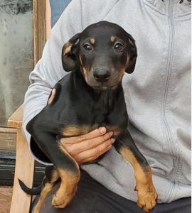 Vizsla Doberman Mix