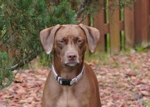 Weimaraner Pitbull Mix