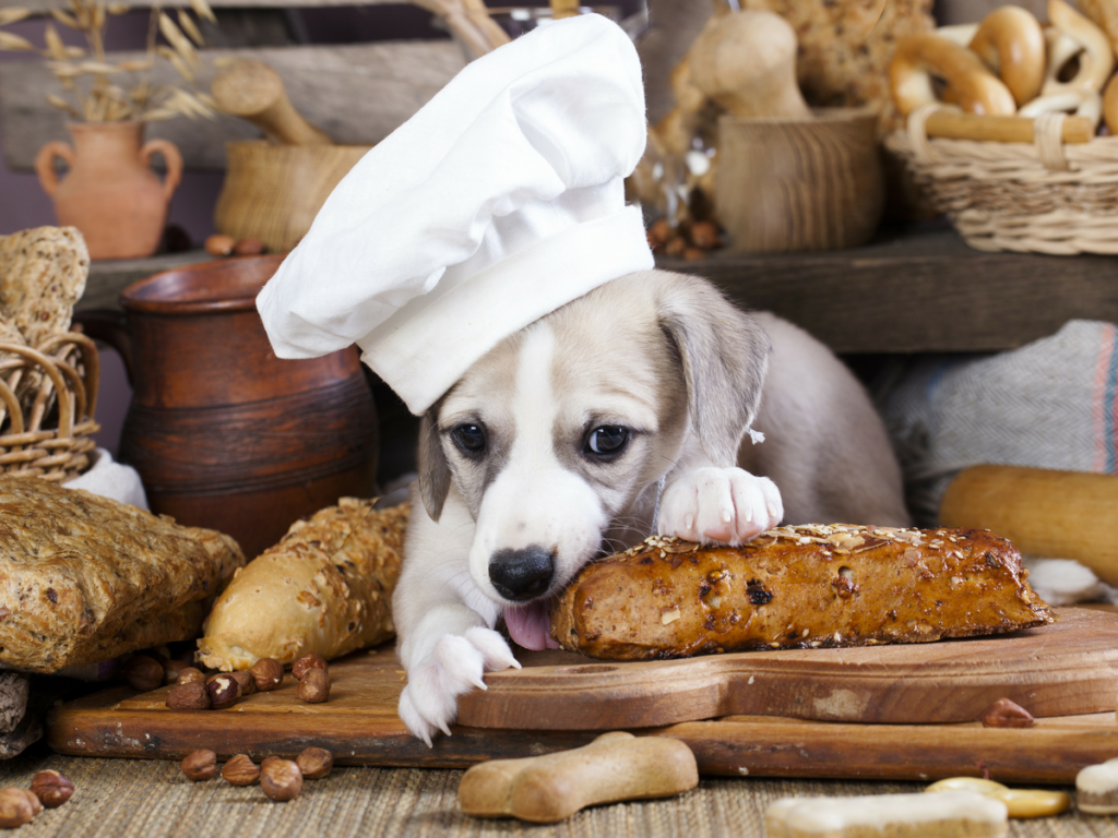 Can Dogs Eat Cauliflower