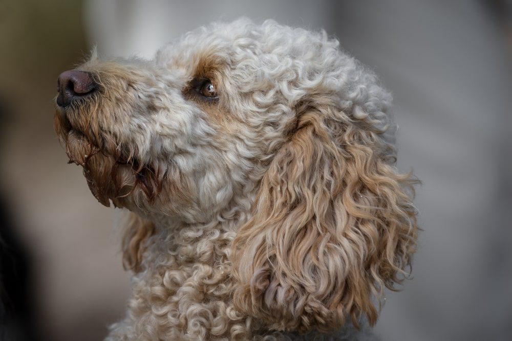 Portidoodle Puppies